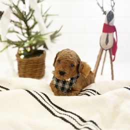 Goldendoodle Puppies from Proctor’s Petite Goldendoodles