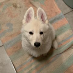 Berger Blanc Suisse Puppies from Moro Shepherds