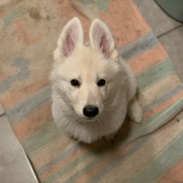 Berger Blanc Suisse Puppies from Moro Shepherds