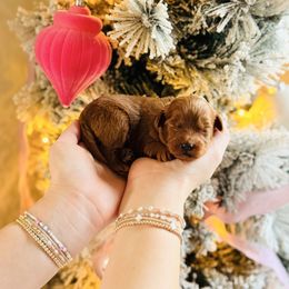 Fraser - Toy Size - Red  male Goldendoodle puppy in Elizabethtown, Kentucky from Reddy Poodles & Doodles