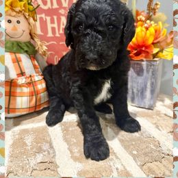 Oliver - Black male Goldendoodle puppy in Caddo Mills, Texas from Fire Wife Doodles