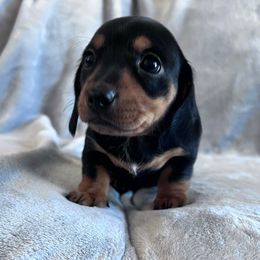 Ember - Black and tan female Dachshund puppy in Ocala, Florida from Weenie Boops