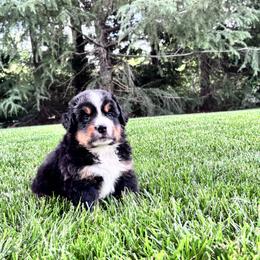 Bernedoodle Puppies from Walker Creek Kennels