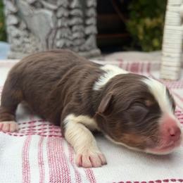 Little Buckaroo - Red tri-color male Australian Shepherd puppy in Boise, Idaho from Black Canyon Corral Aussies