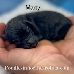 Marty - Silver male Poodle puppy in Greenville, North Carolina from Grace Poodles