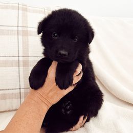 Purple girl - Black female German Shepherd puppy in Buxton, Oregon from Buxton Oregon Shepherds