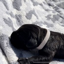 Shooter - Black Cane Corso puppy in Asheville, North Carolina from War Dogs