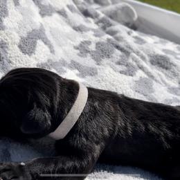 Shooter - Black Cane Corso puppy in Asheville, North Carolina from War Dogs