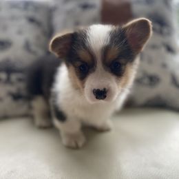 Boy 2 - Pembroke Welsh Corgi puppy in Woodland, Washington from MB Acres Corgis