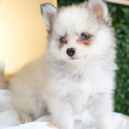 Butterfinger - Silver and white male Pomsky puppy in Mesa, Arizona from Platinum Pomskies