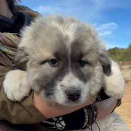 Victoria- red - Badger female Colorado Mountain Dog puppy in Cotopaxi, Colorado from Once Upon A Moose (OUM)