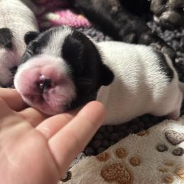Chase - White and brindle male French Bulldog puppy in Ashland, Ohio from HazyDayFrenchies