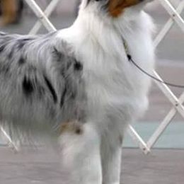 Australian Shepherds from Linda Howell's Australian Shepherds