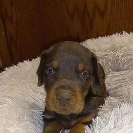 Doberman Pinscher Puppies from Stand Alone European Dobermans