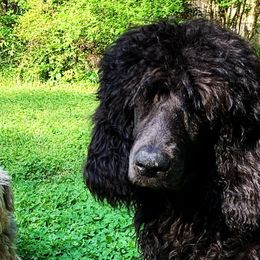 Poodles from Peachtree Poodles