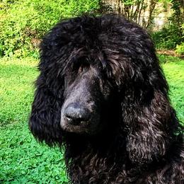 Poodles from Peachtree Poodles