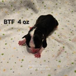 Girl 1 - Black tri female Toy Australian Shepherd puppy in Snowflake, Arizona from Halfpint Aussies