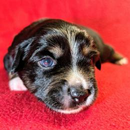 Girl 1 - Black tri female Toy Australian Shepherd puppy in Shepherd, Texas from GAMALA Farm & Kennels
