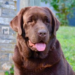 Stoney - Labrador Retriever