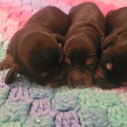 Dachshund Puppies from BriarRidge Dachshunds
