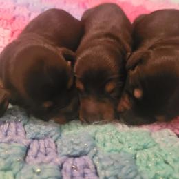 Dachshund Puppies from BriarRidge Dachshunds