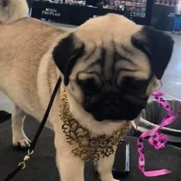Lilly - Pug