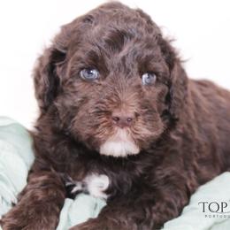 Saul - Brown and white male Portuguese Water Dog puppy in Asheville, North Carolina from Top Notch Portuguese Water Dogs