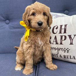 Daisy - Cream female Goldendoodle puppy in The Woodlands, Texas from Gracie's Goldendoodles and Bernedoodles