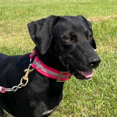 Tazzy - Mountain Cur