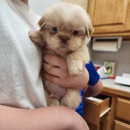 Finn - Cream and white male Shih Tzu puppy in Sapulpa, Oklahoma from Faith Hope and Love Shih Tzu's