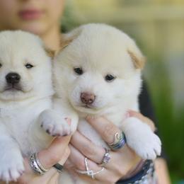 Shiba Inu Puppies from Sunny Terrace Shibas