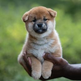 Girl 1 - Red female Shiba Inu puppy in Hephzibah, Georgia from Evenfalls Shiba Inu