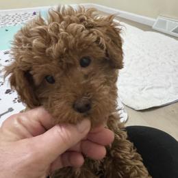 Minnie - Red  female Poodle puppy in Cedar Springs, Michigan from Pridespoodles