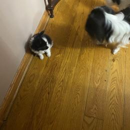 Freddie - White black and tan male Papillon puppy in Derry, New Hampshire from A Circle Of Love Papillons