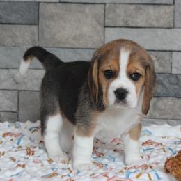 Kylie - Black tan and white female Beagle puppy in Morrill, Kansas from Kelle Beagles