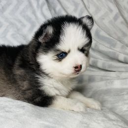 Pomskies from Lone Star Pomsky