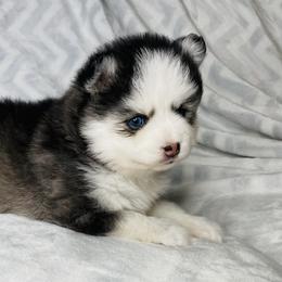 Pomskies from Lone Star Pomsky