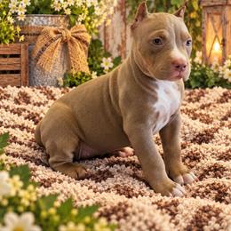 Ivy - Lilac tri-color female American Bully puppy in El Paso, Texas from PaPaws Gotta Love It Kennels