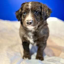 Nova - Blue merle female Bernedoodle puppy in Anchorage, Alaska from Cascade Country Doodles