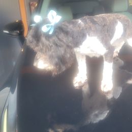 Diamond - Black female Morkie puppy in Memphis, Tennessee from Stacie Whitten's Morkie's