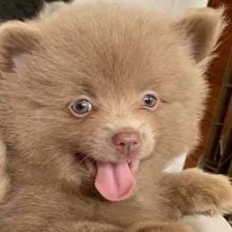 Pomeranians from Krazzy Pommys