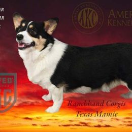 Mamie - Pembroke Welsh Corgi