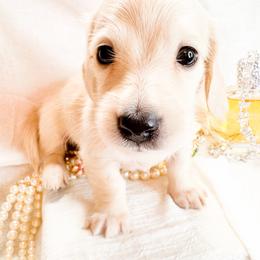 Girl 1 - Cream female Dachshund puppy in Ocala, Florida from Sugarbakers Kennel