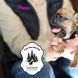 French Bulldog Puppies from Camp Fine Frenchies