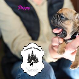 French Bulldog Puppies from Camp Fine Frenchies