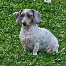 Dachshund puppies from Bluegum Dachshunds