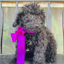 Bambi - Black female Labradoodle puppy in Murray, Utah from Swann's Kennels