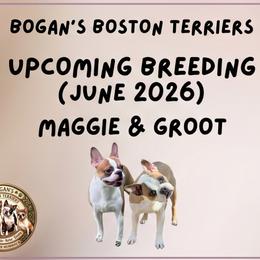 Boston Terrier puppies from Bogan's Boston's