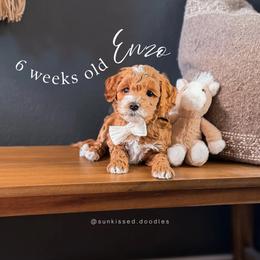 Enzo - Red  male Goldendoodle puppy in Garden Grove, California from Sunkissed Doodles