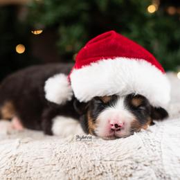 Eve - Black tri-color female Australian Shepherd puppy in Woodford, Virginia from Skyborne Australian Shepherds